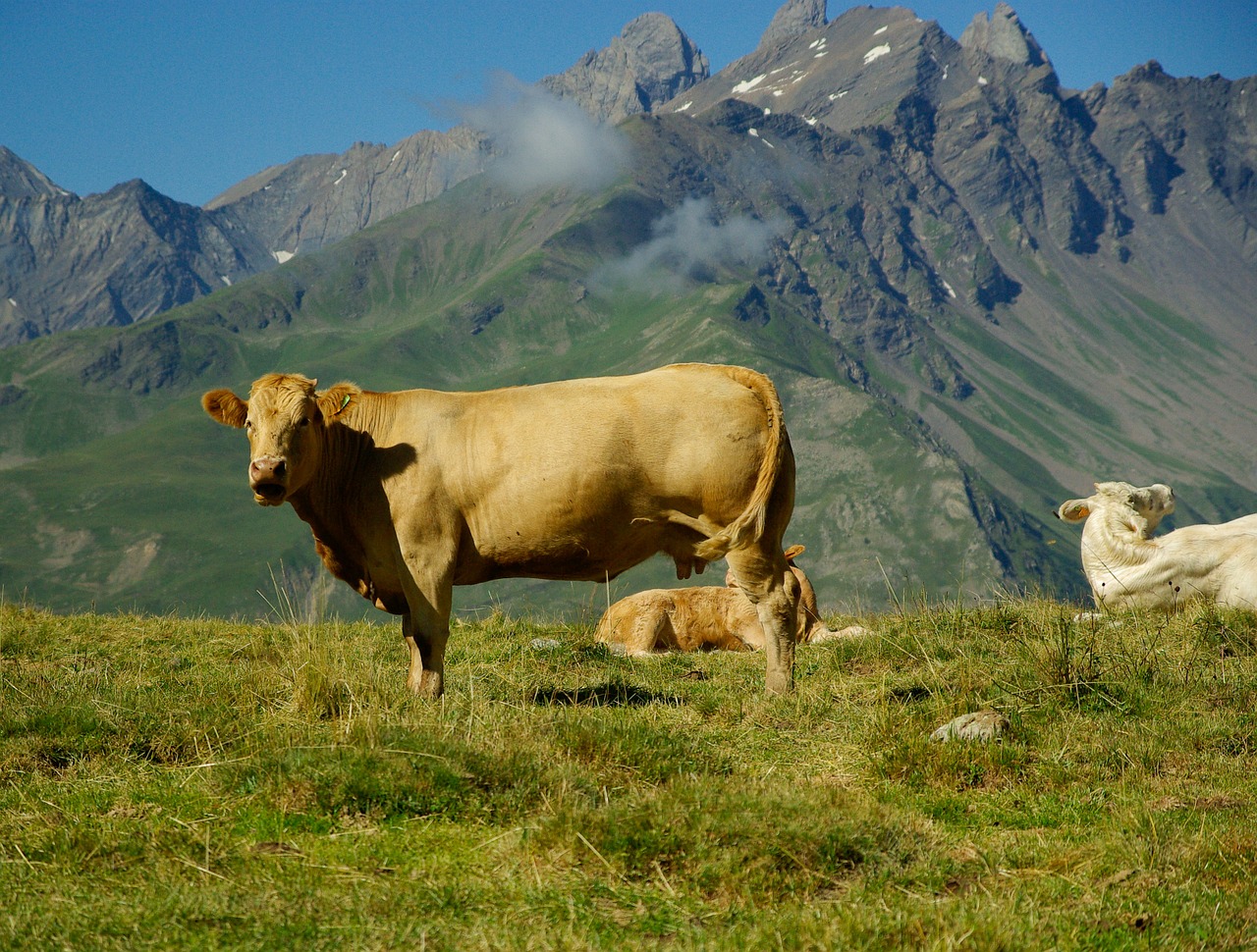 mountain mountain pastures cows free photo