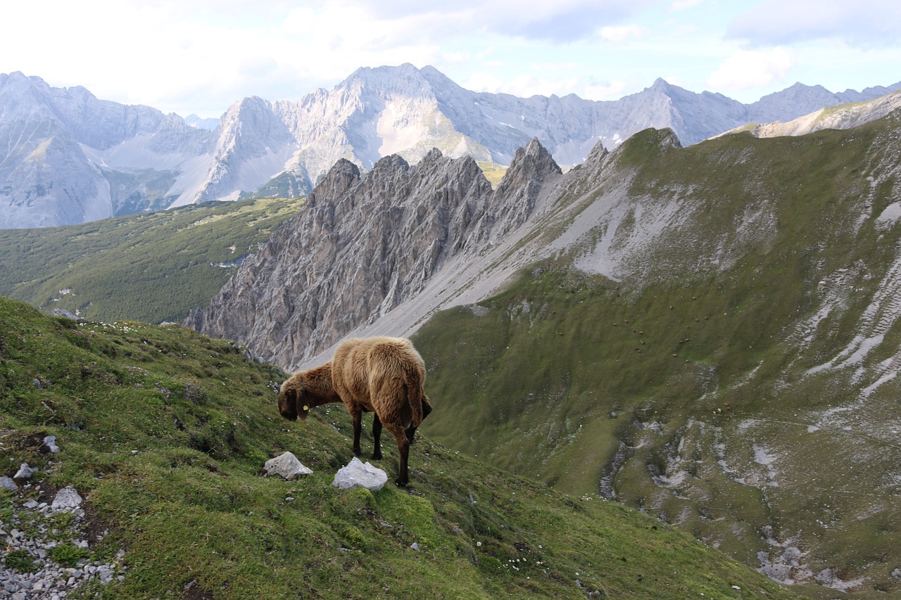 mountain sheep landscape free photo