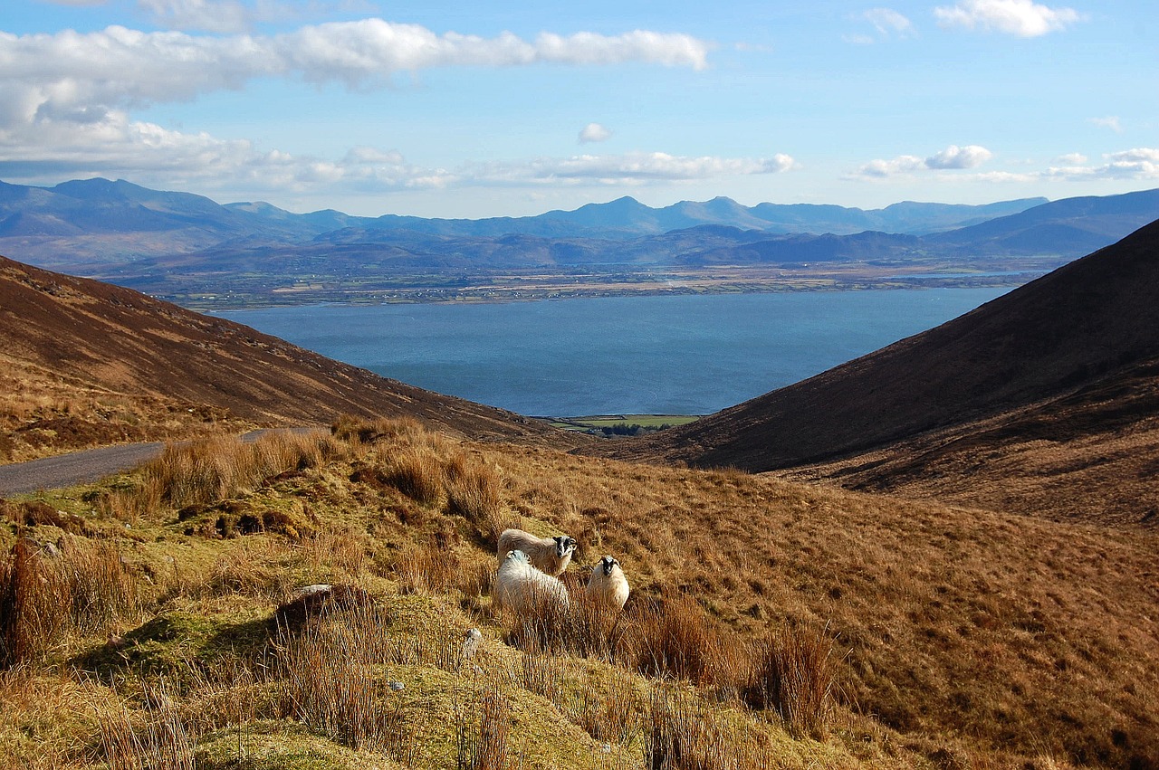 mountain sheep bay free photo