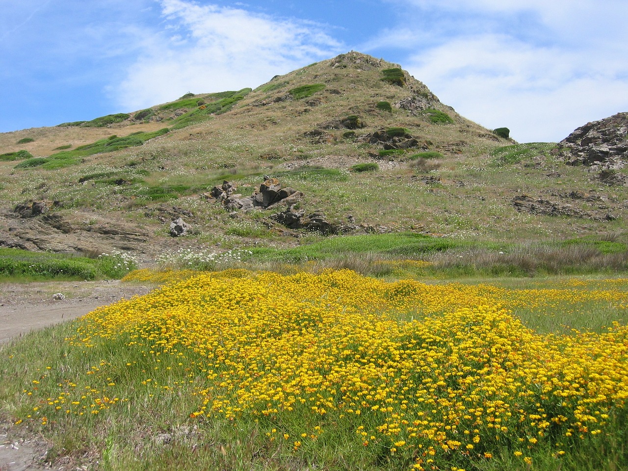 mountain hill sea of flowers free photo
