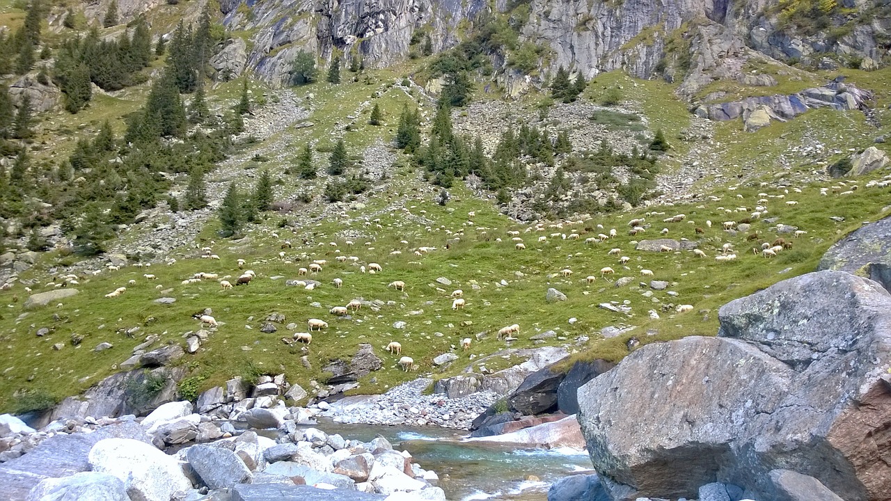 mountain désalpe sheep free photo