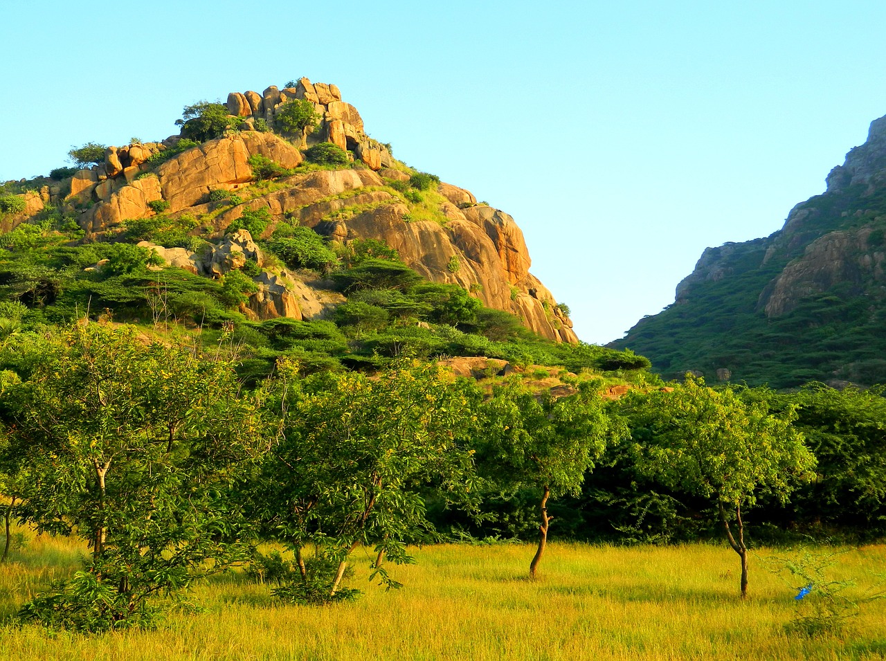 mountain tree nature free photo