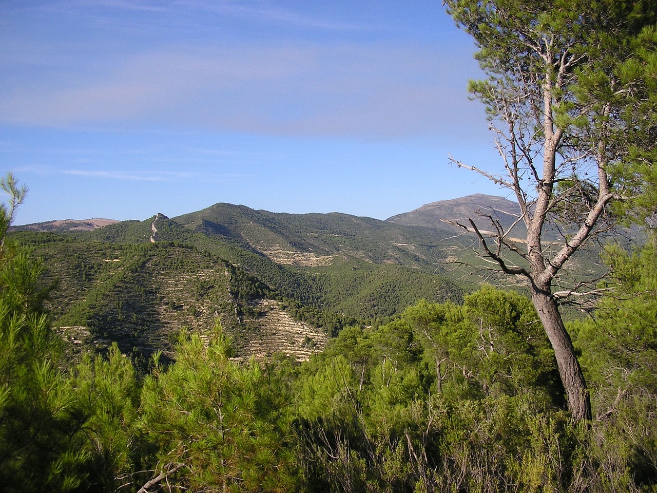 mountain landscape tree free photo