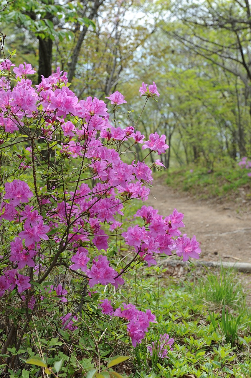 mountain azalea flowers free photo