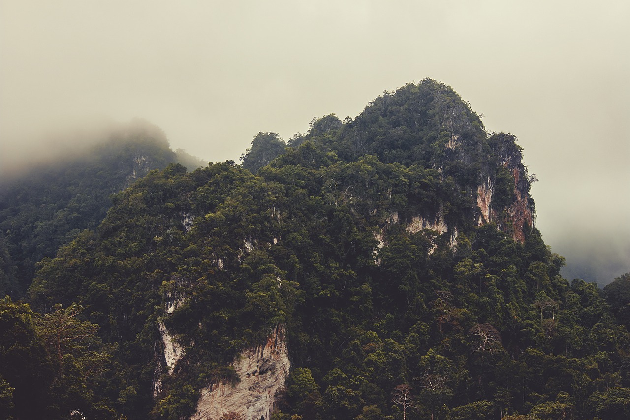 mountain forest misty free photo