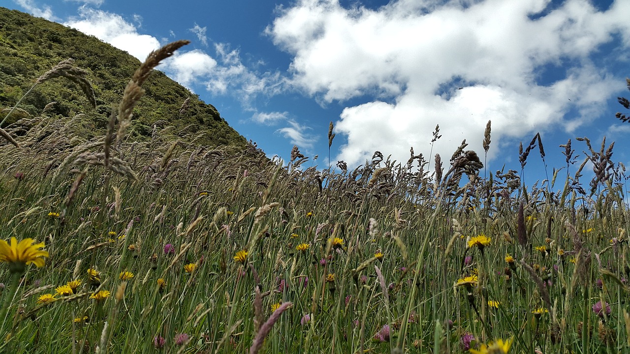 mountain grass sky free photo