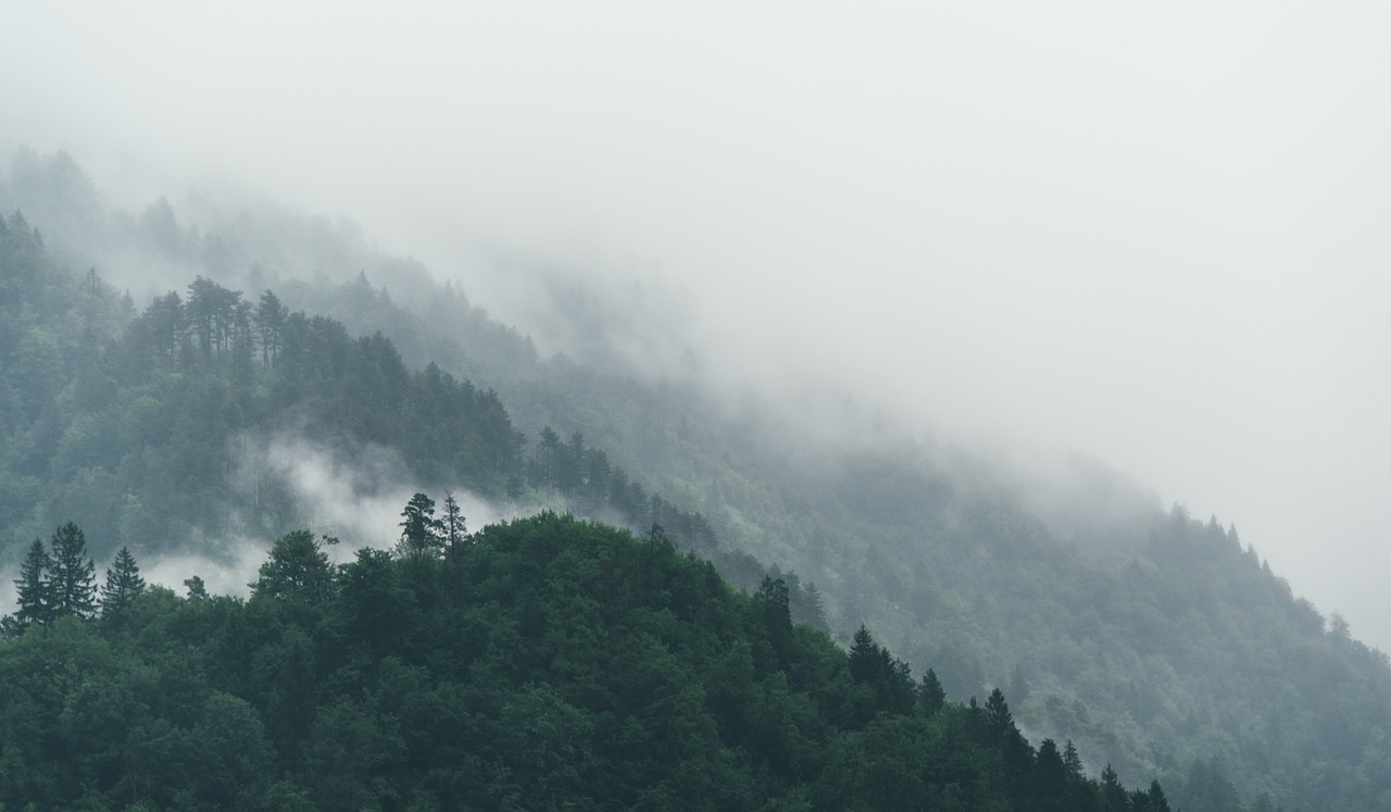 mountain forest trees free photo