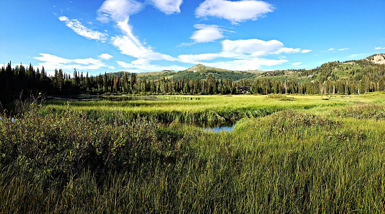 mountain meadow nature free photo