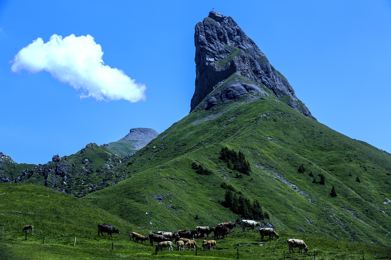 mountain cow herd landscape free photo