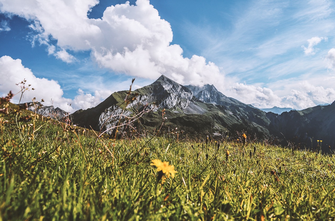 mountain meadow grass free photo