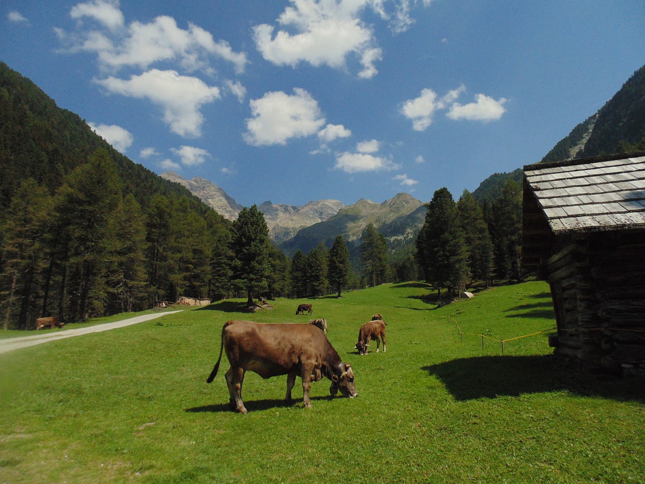 mountain cows cow free photo