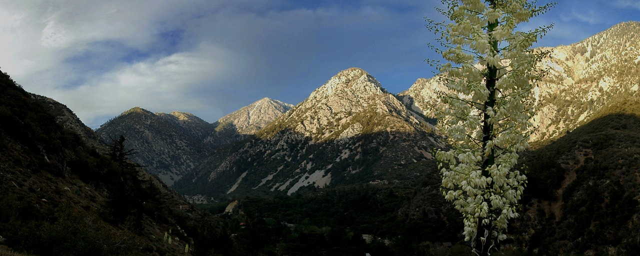 mountain yucca landscape free photo