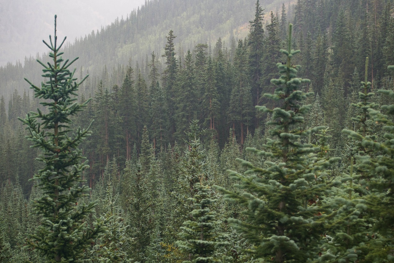 mountain wilderness trees free photo