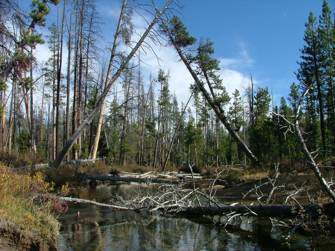 mountain trail stream free photo