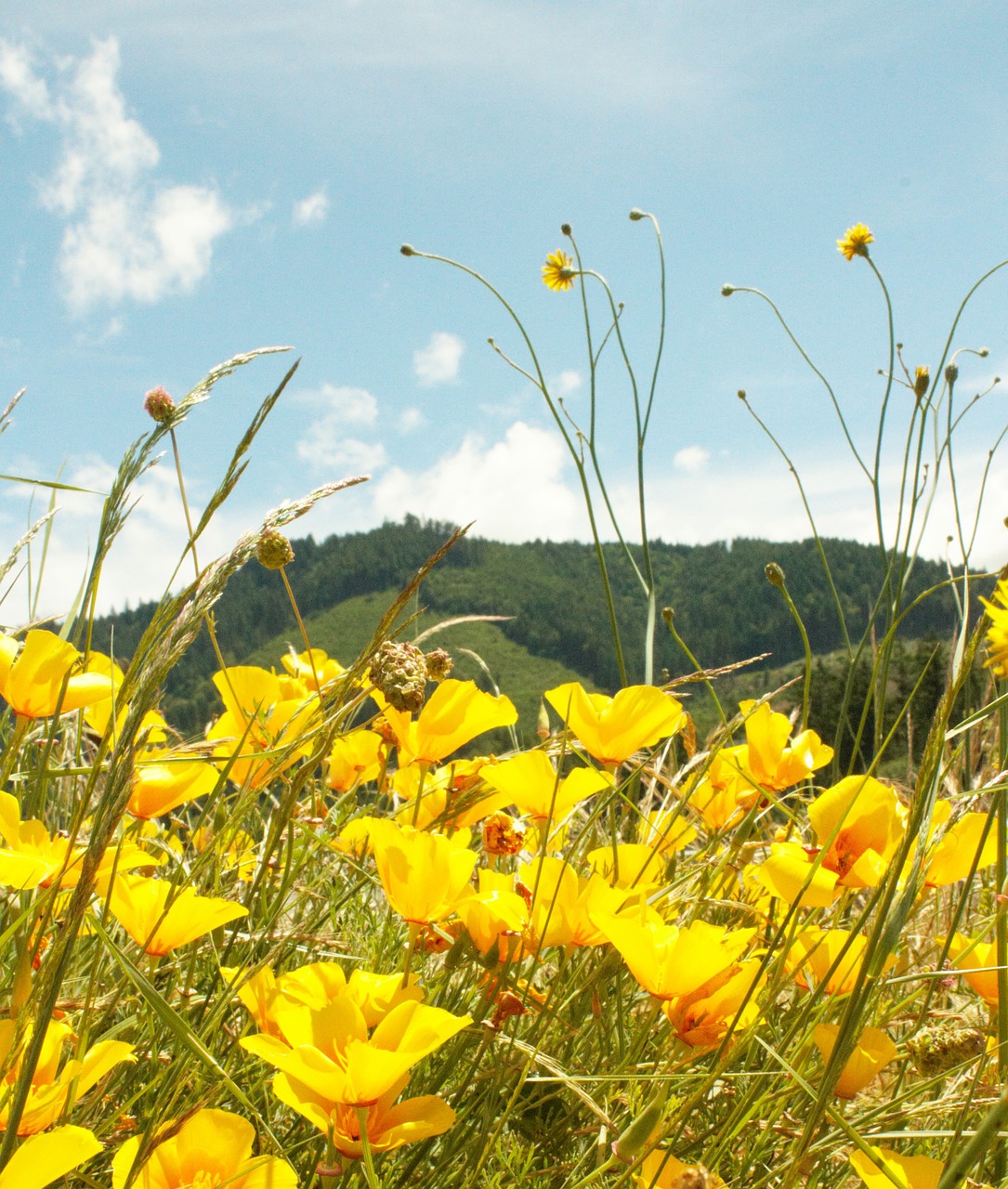 mountain flowers yellow free photo