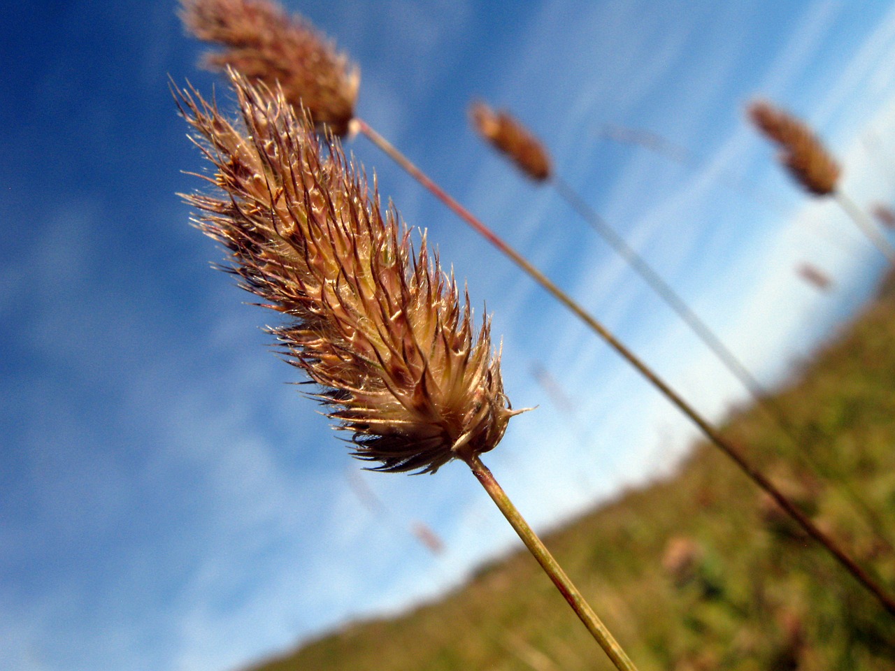 mountain grass green free photo