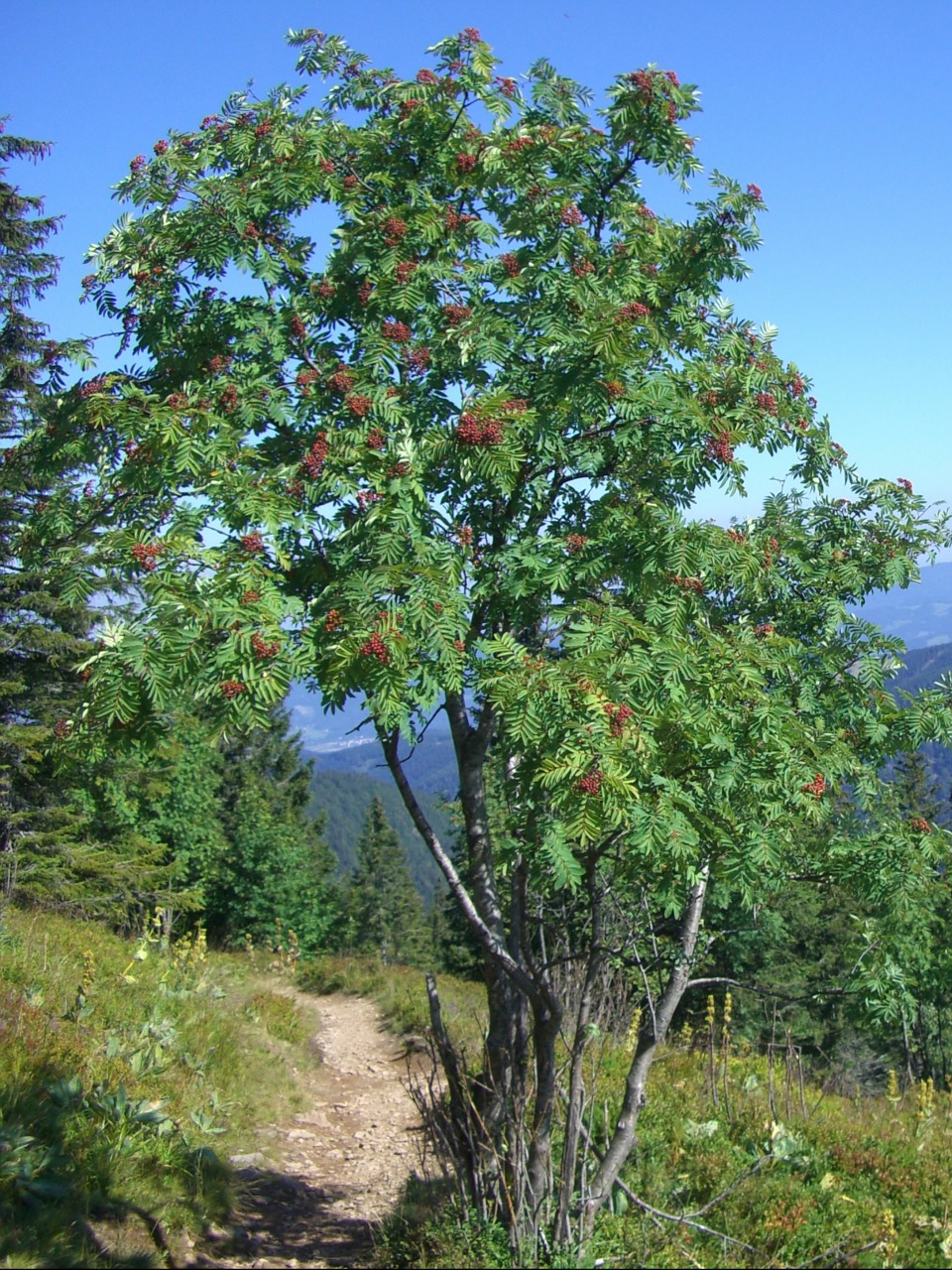 mountain ash rowan berries free photo