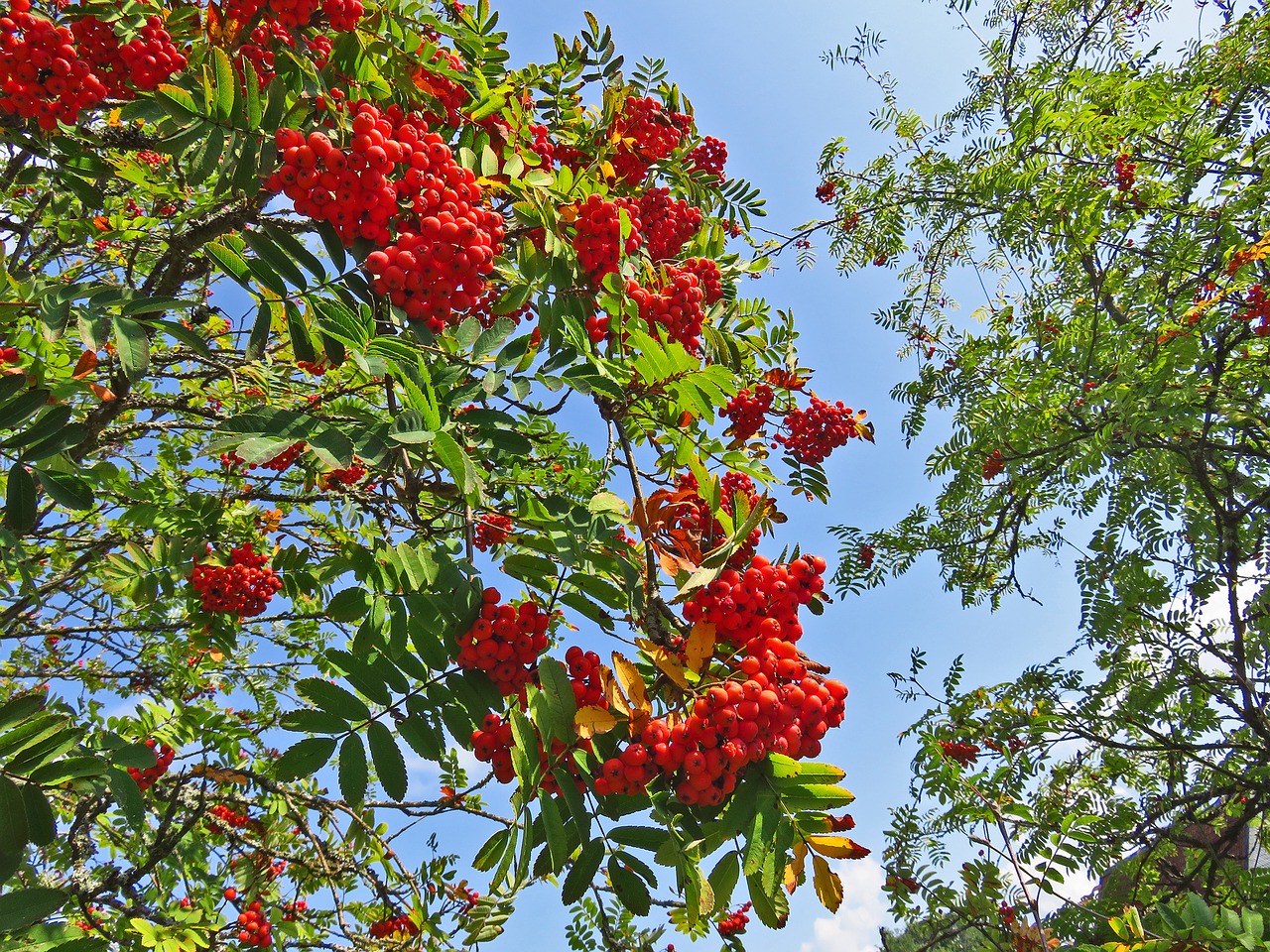 mountain ash tree berries free photo
