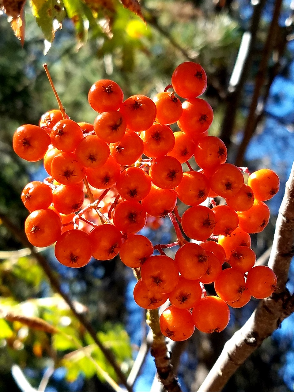 mountain ash  orange berries  firethorn free photo