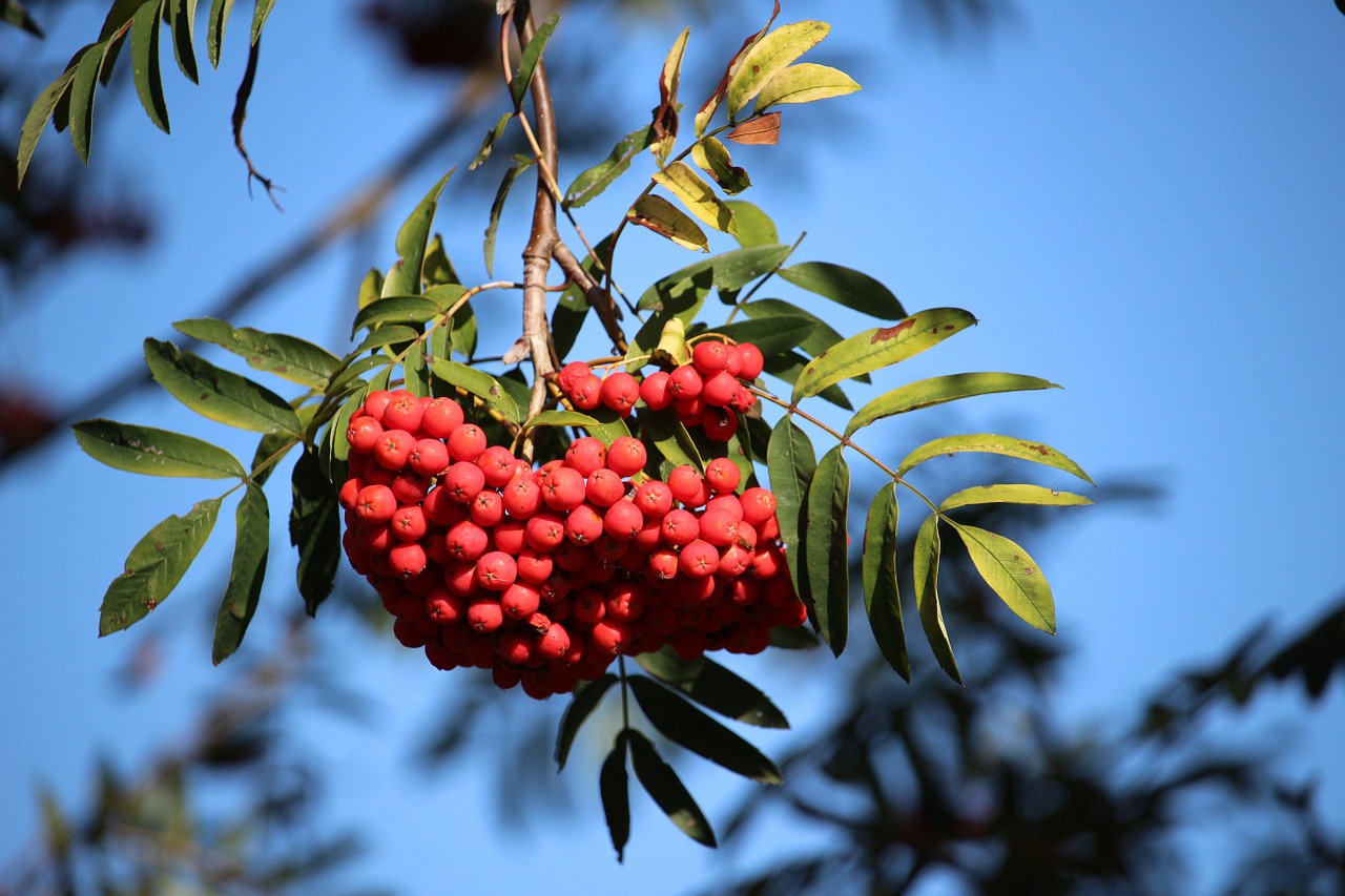 mountain ash rowan red free photo