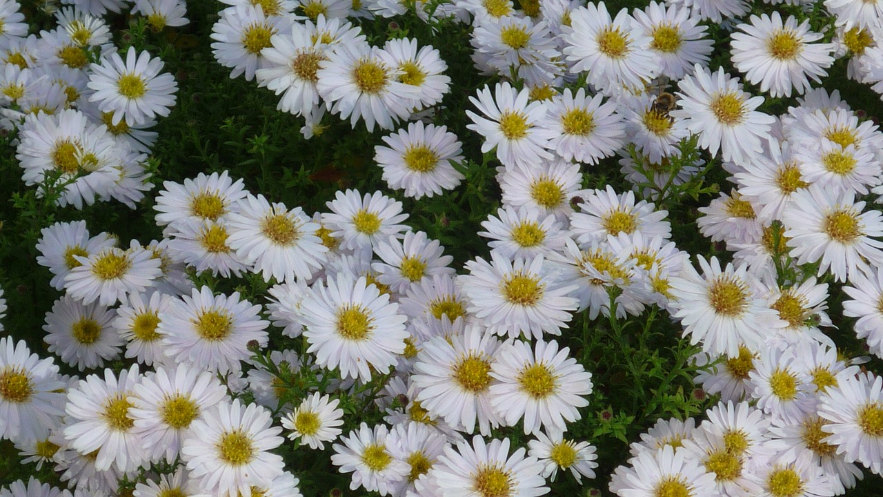 mountain aster autumn flower small free photo