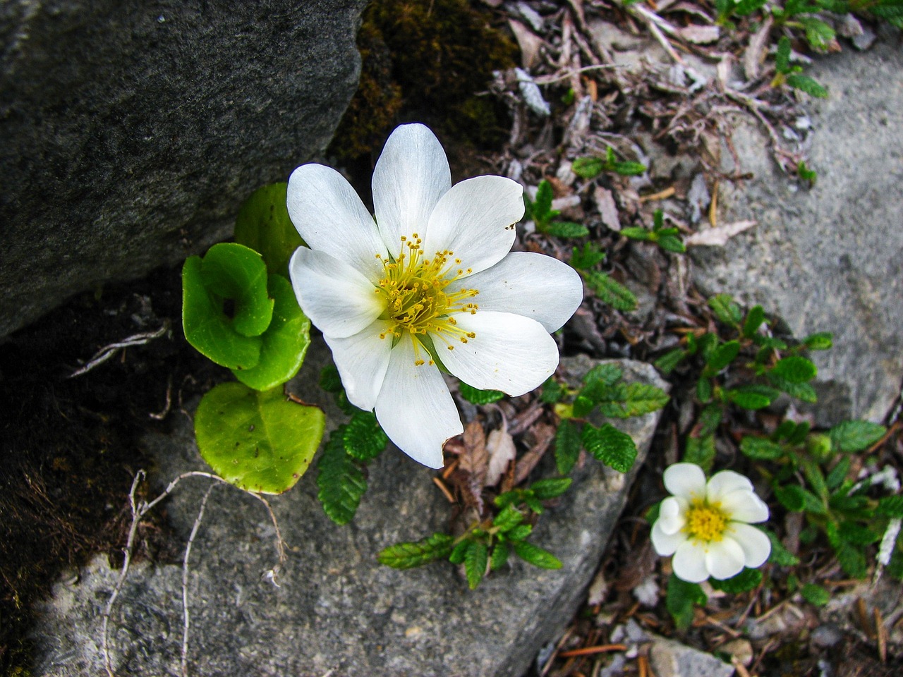 mountain avens alpine flower alpine flora free photo