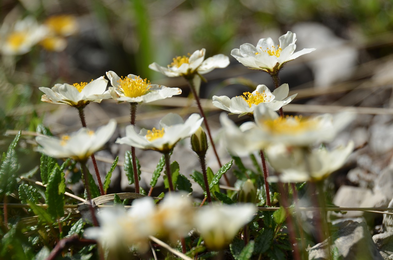 mountain avens  alpine flower  alpine plant free photo