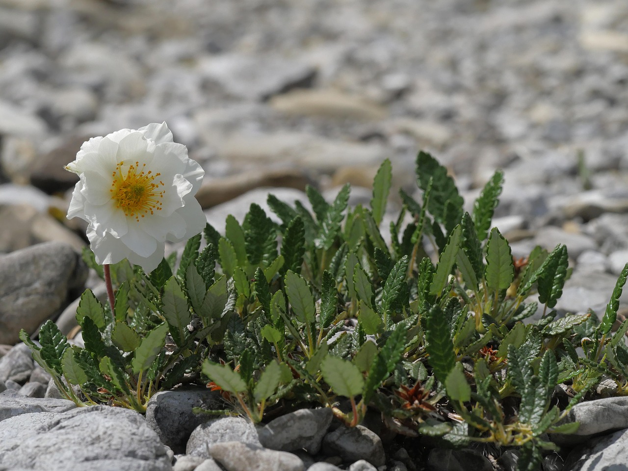 mountain avens  white  flower free photo