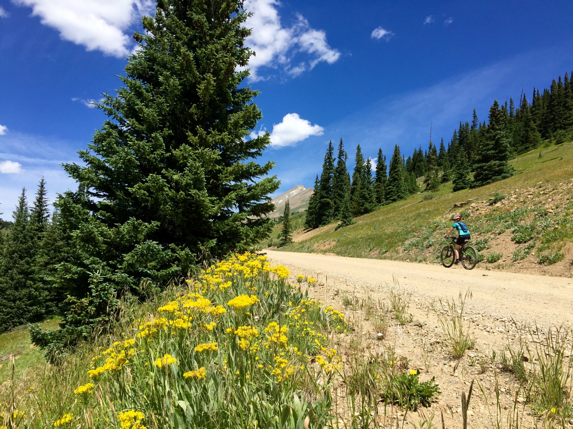 mountains colorado flowers free photo