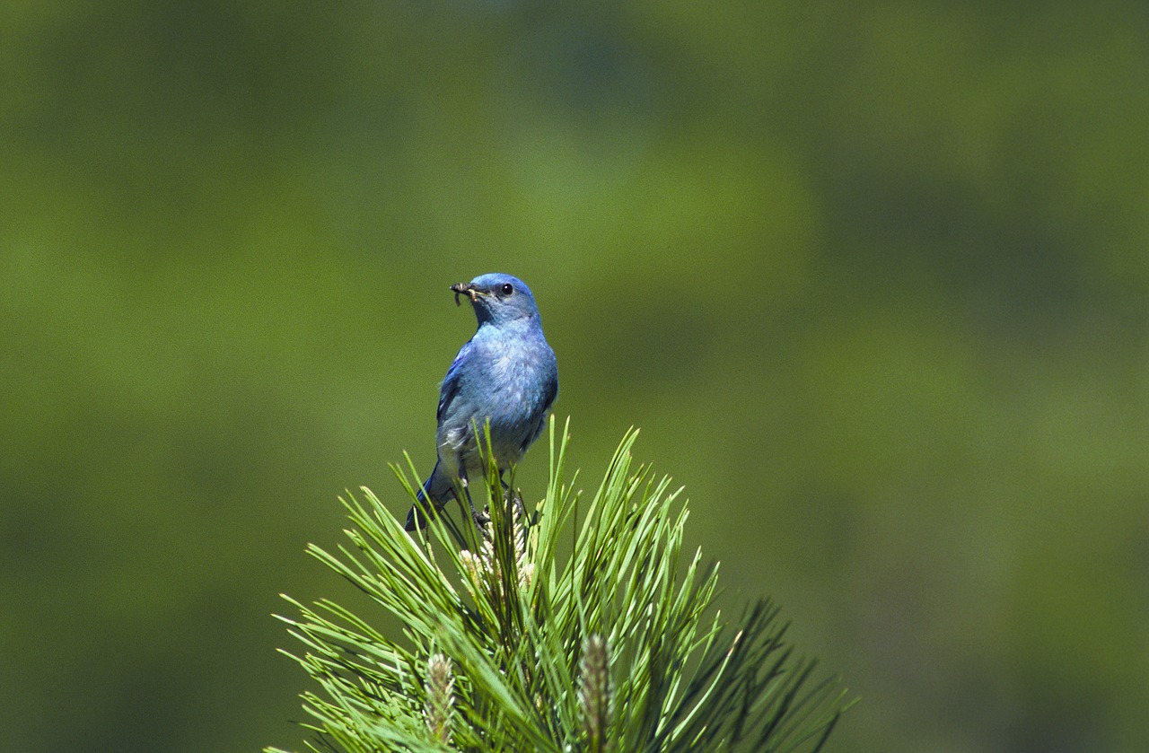 mountain bluebird bird perched free photo