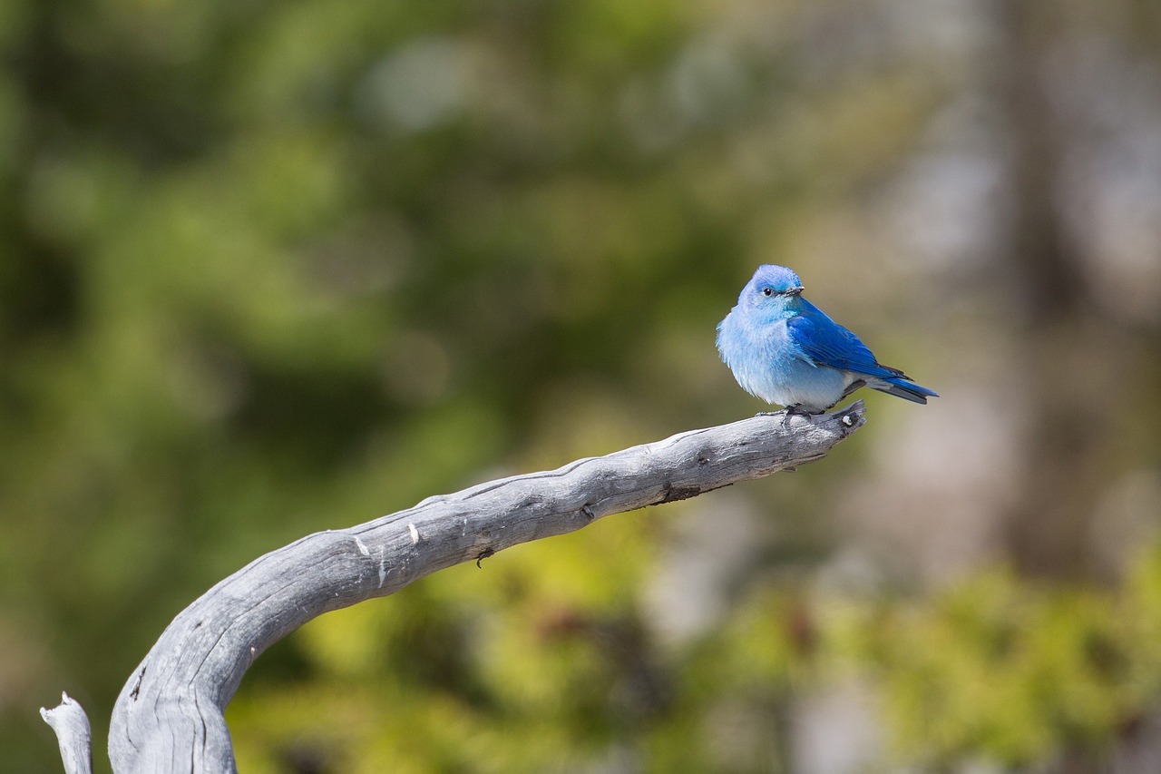 mountain bluebird perched bird free photo