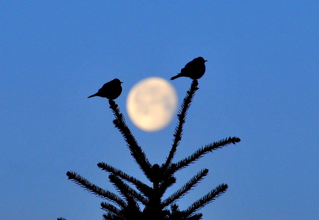 mountain bluebirds moon perched free photo