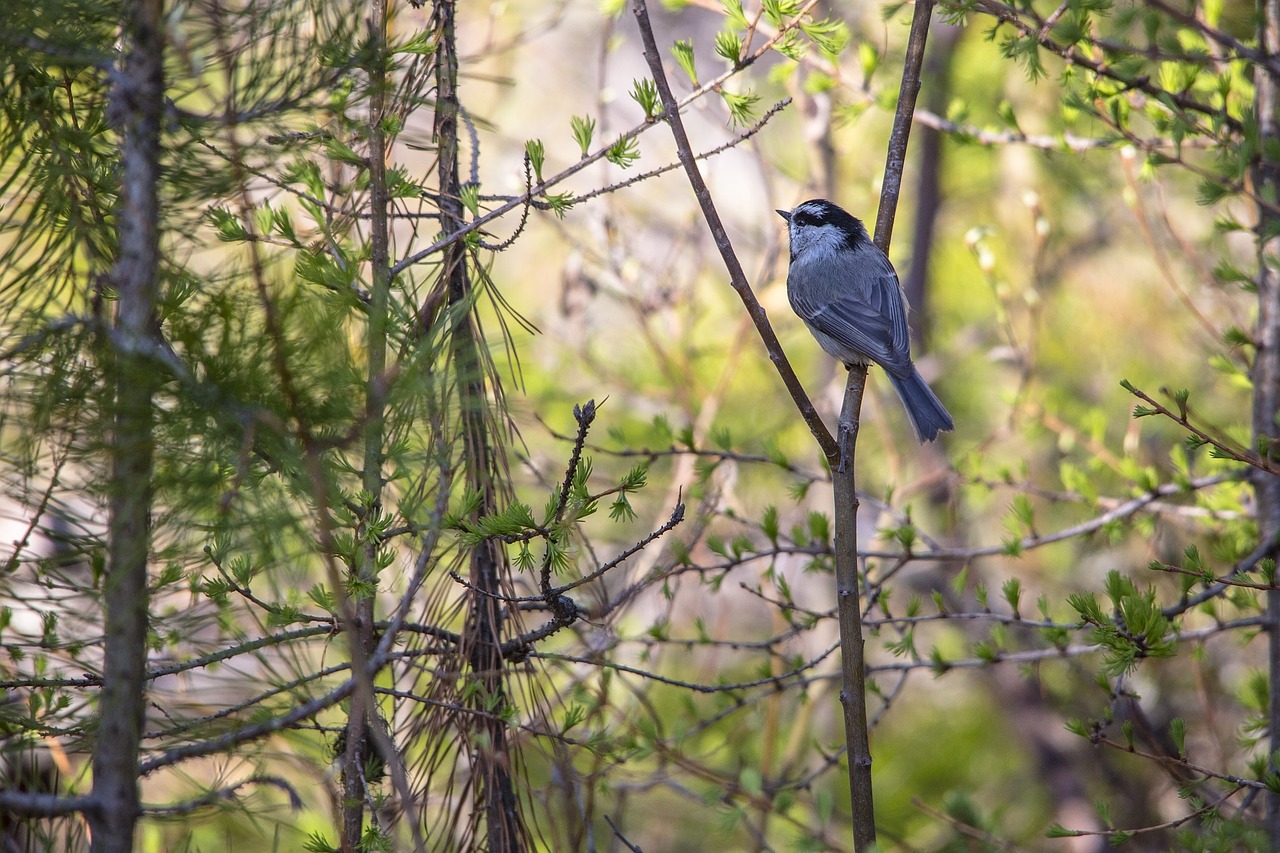 mountain chickadee perched wildlife free photo