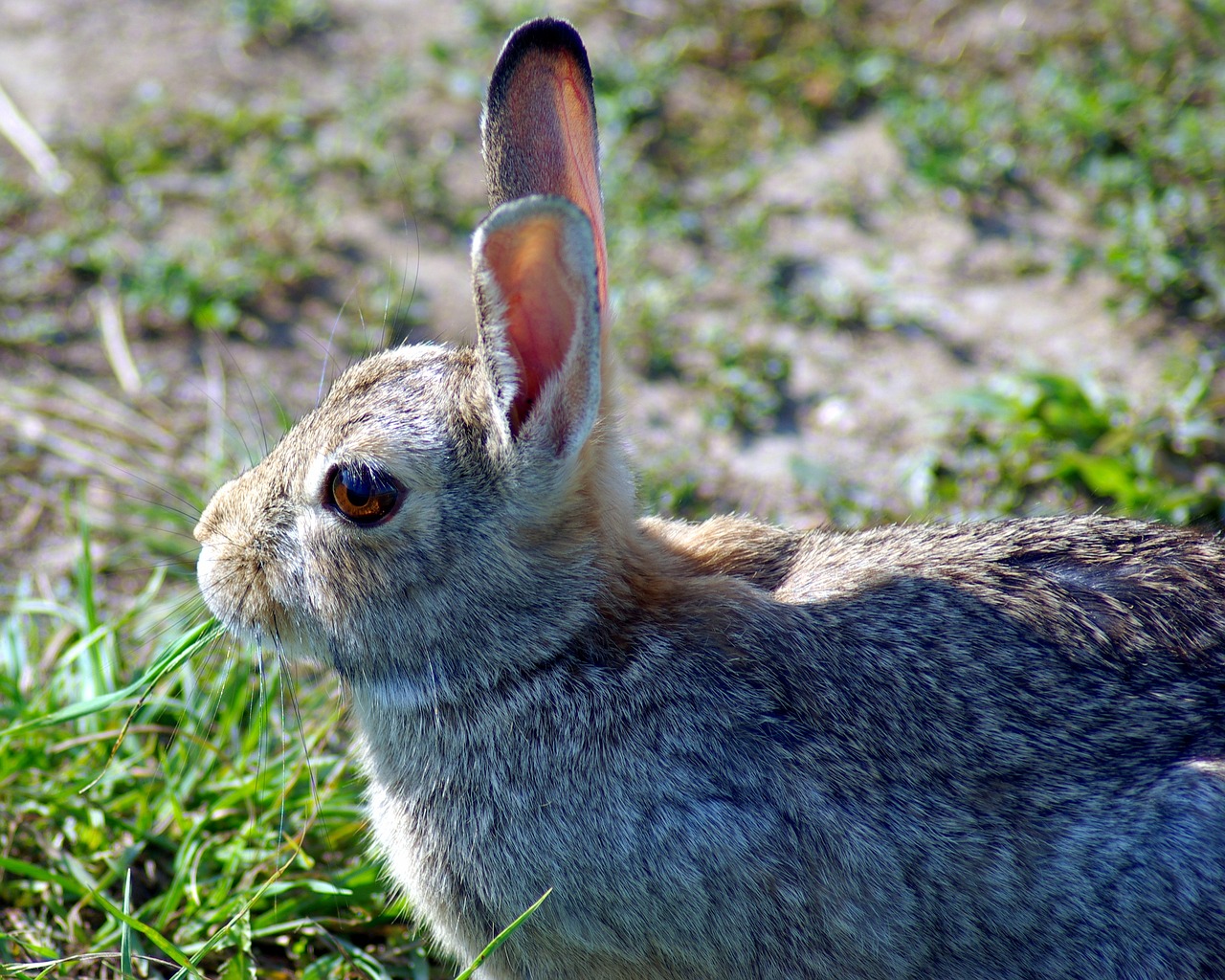 mountain cottontail  rabbit  cottontail free photo