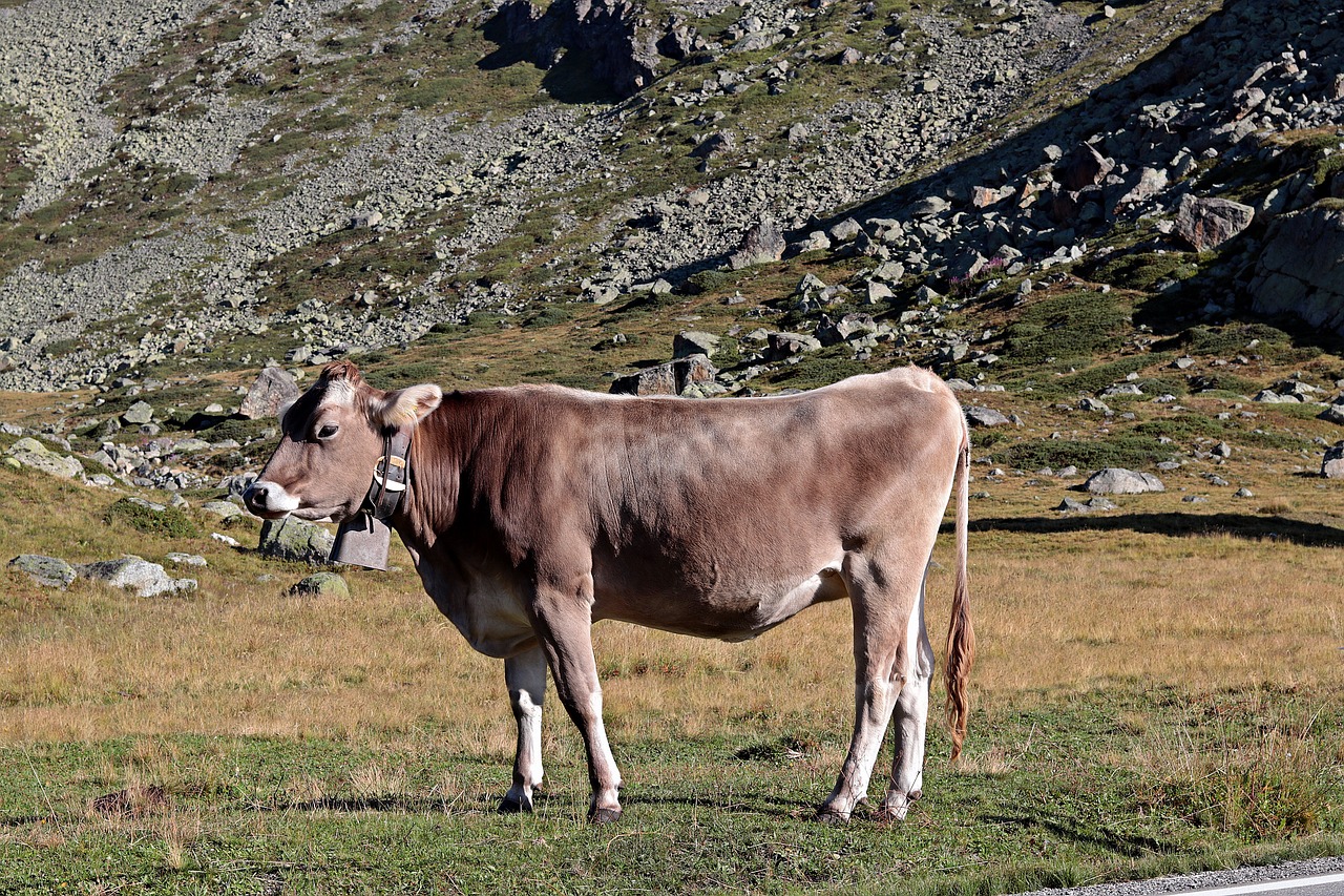 mountain cow  alpine  cow free photo