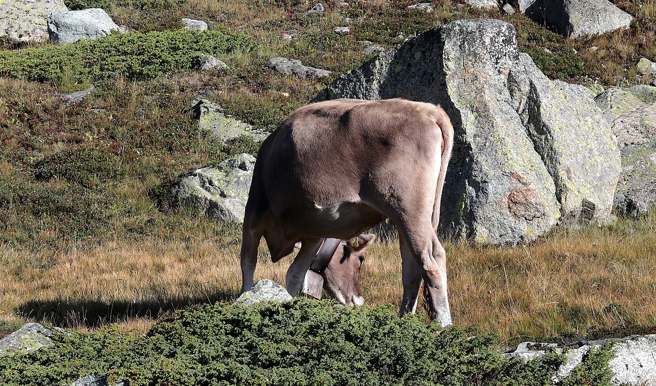 mountain cow  alpine  cow free photo