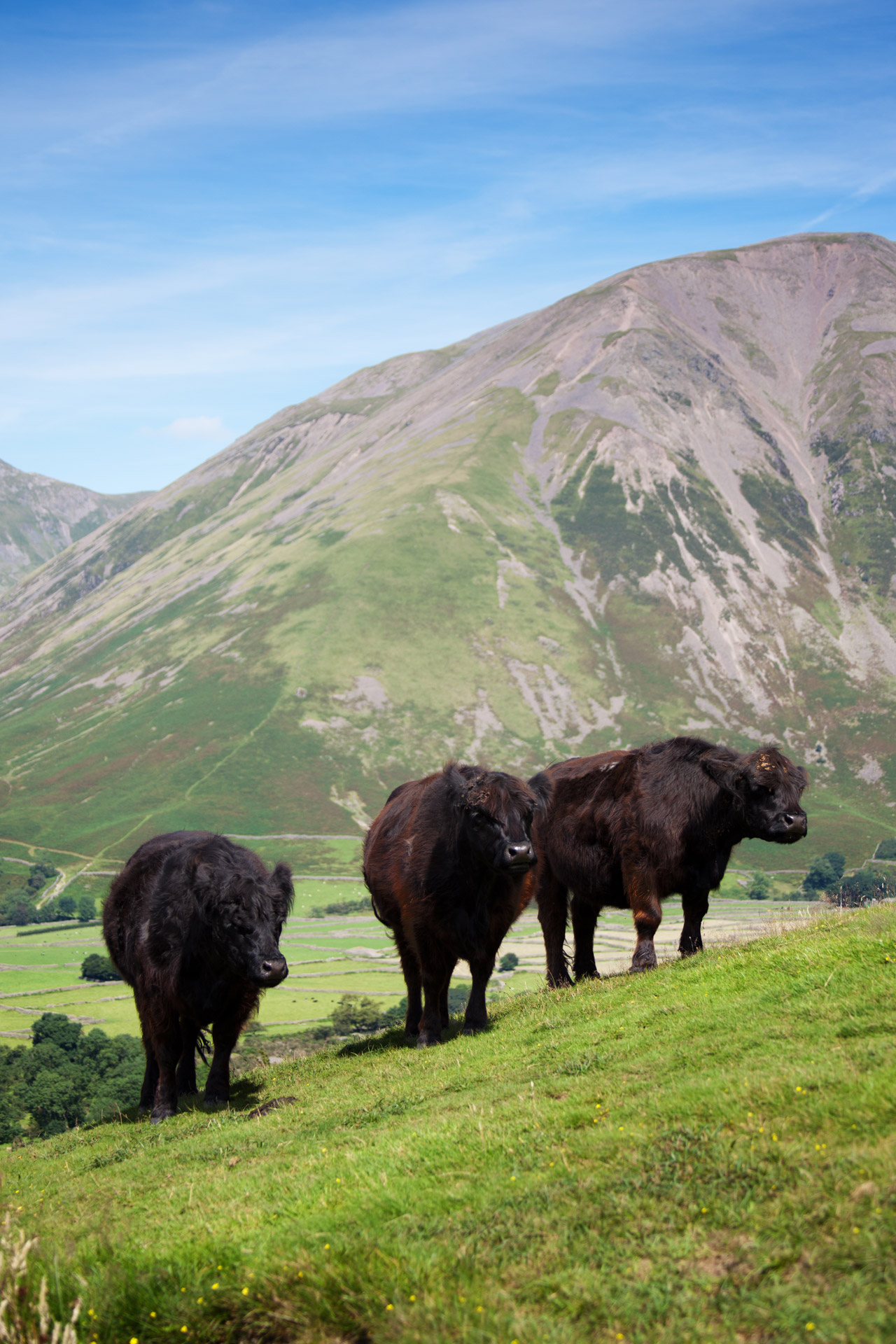 animal bovine cattle free photo