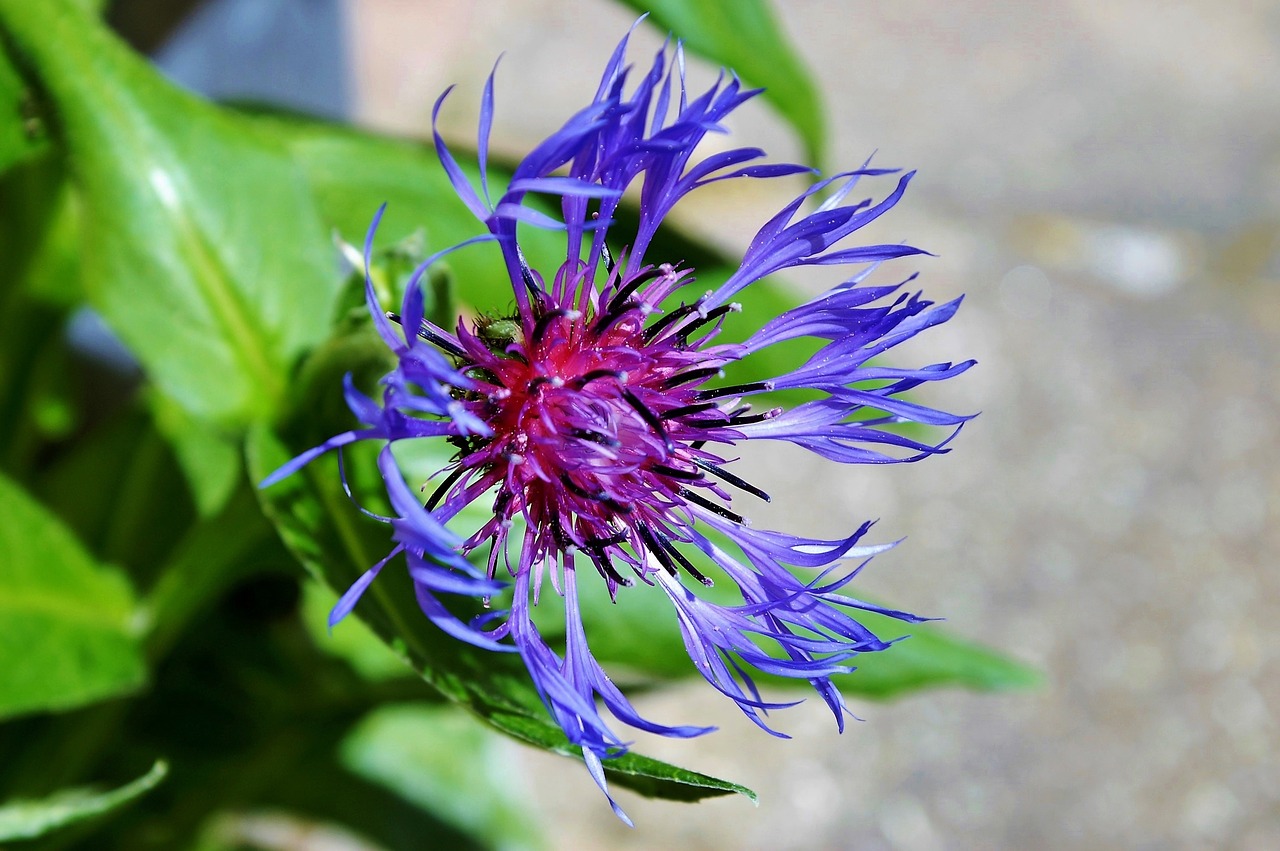 mountain crumpled aster-like composites free photo