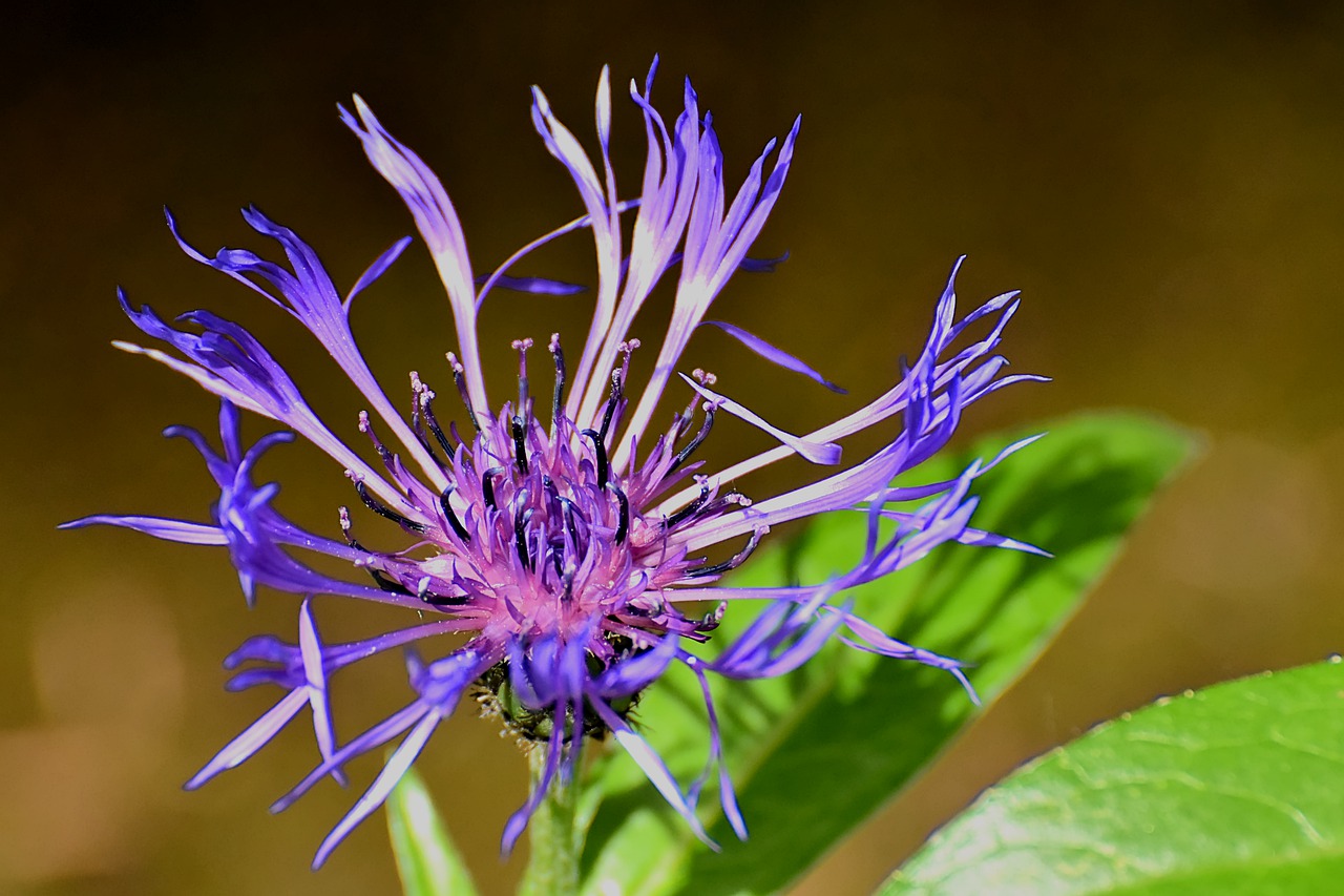 mountain crumpled  aster-like  composites free photo