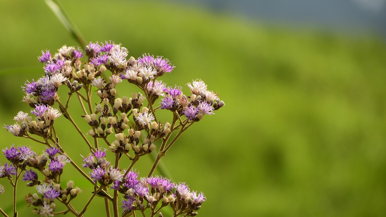 mountain flower bokeh flower free photo