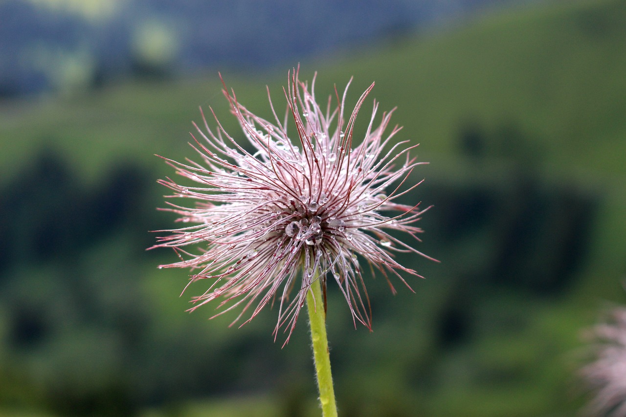 mountain flower switzerland nature free photo