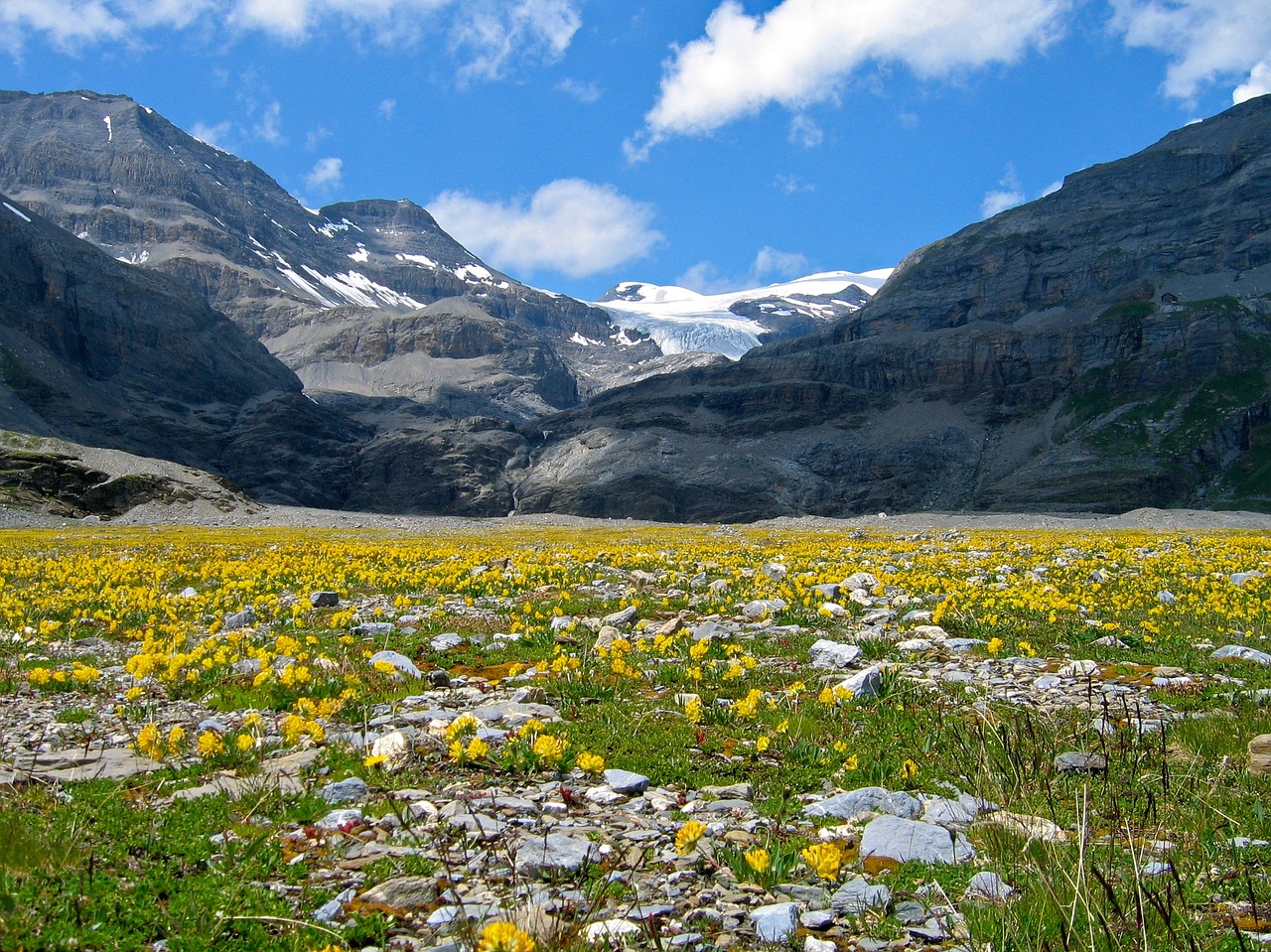 mountain flowers mountain alpine free photo