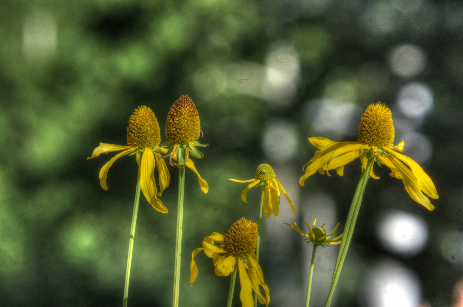 flowers yellow mountain free photo