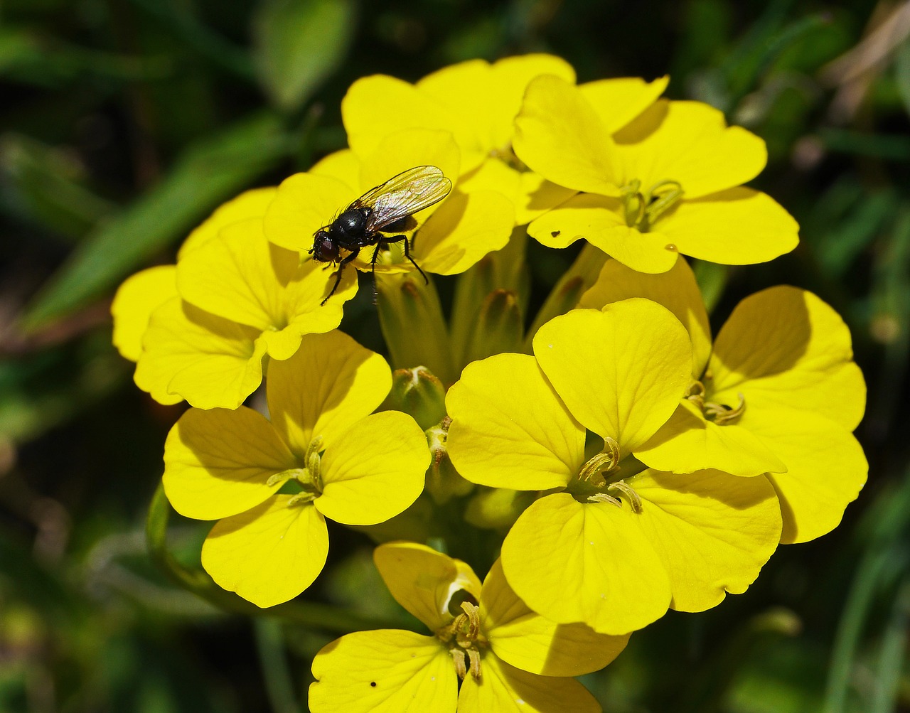 mountain flowers yellow alpine free photo