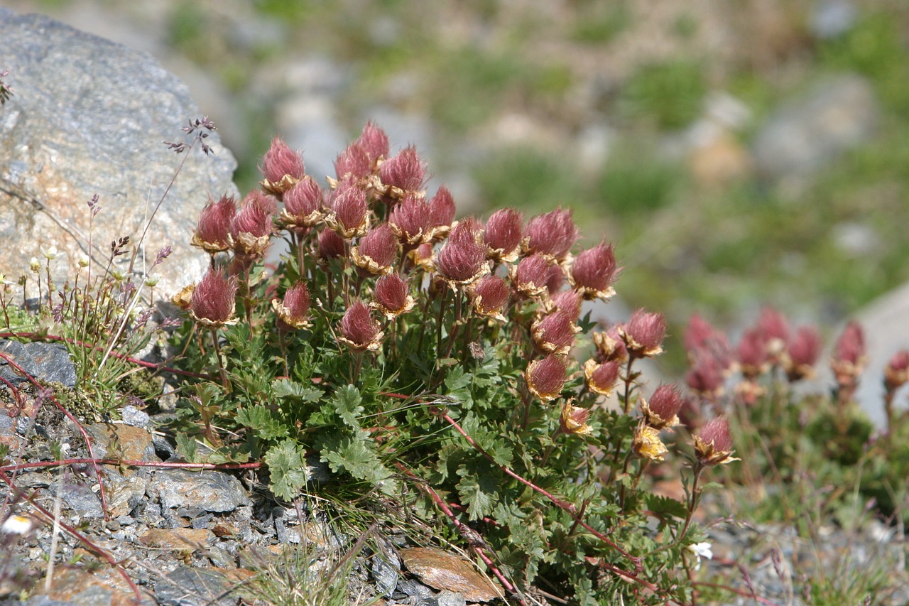 mountain flowers alpine flora flora free photo