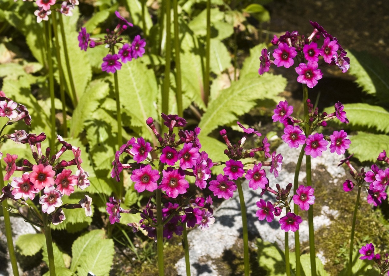 mountain flowers garden botanical free photo