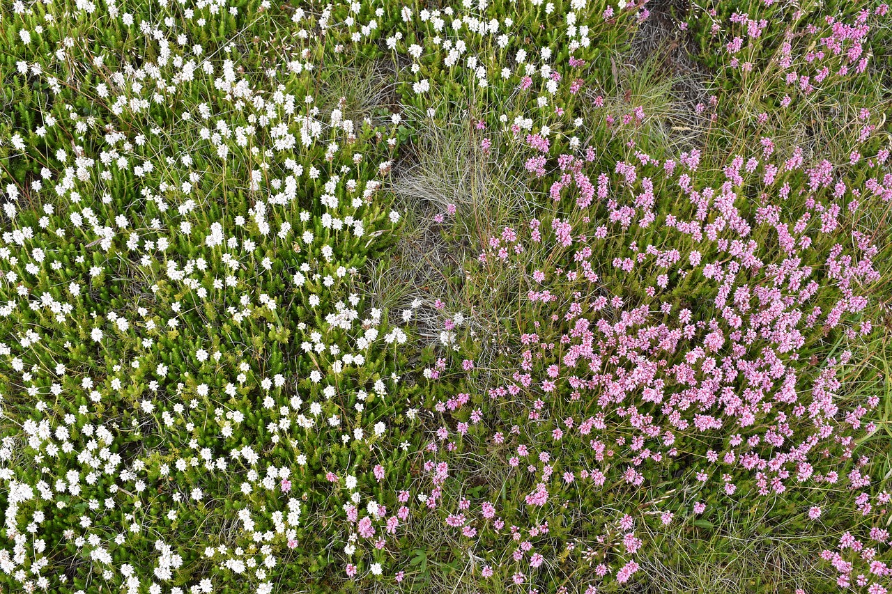 mountain flowers wild flowers alpine flowers free photo