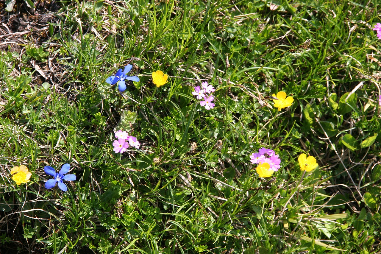 mountain flowers flower alpine meadow free photo