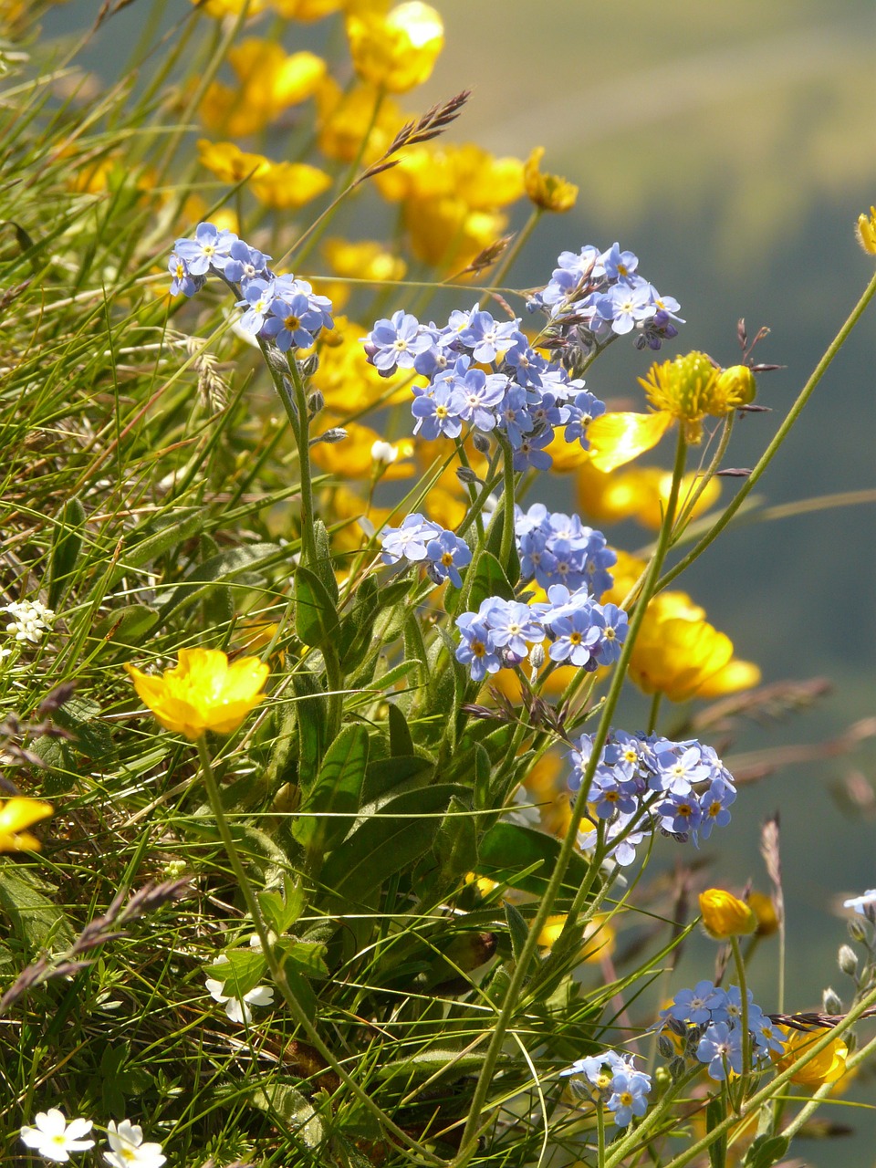 mountain flowers mountain flower forget me not free photo