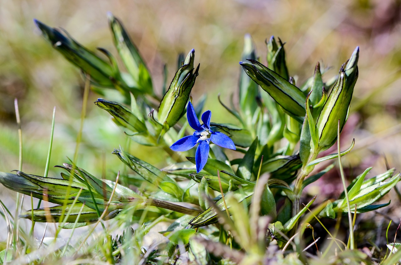 mountain gentian snow gentian gentiana nivalis free photo